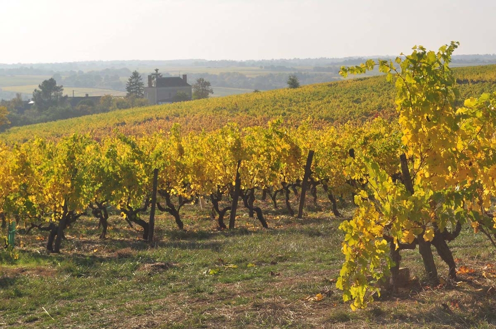 Les vignes - Chateau Pierre Bise