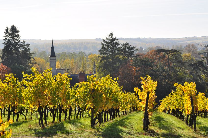 Roche aux Moines Savennières - Chateau Pierre Bise