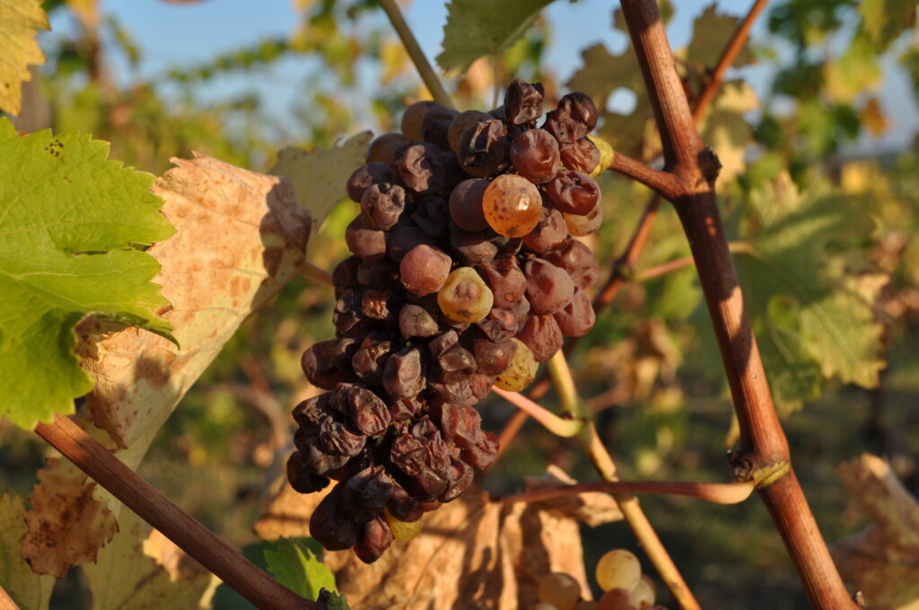 Le chenin - Chateau Pierre Bise