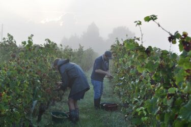 Vendange - Chateau Pierre Bise